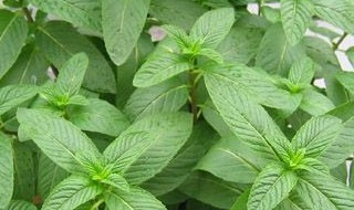 防蚊花卉有哪几种 防蚊花卉有哪几种品种