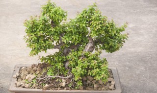 菩提树的养殖方法和注意事项（菩提树的养殖方法和注意事项小盼）