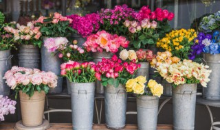 什么花夏天开（什么花夏天开放）