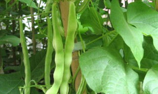 豆角种植方法步骤 豆角的种植时间和种植方法
