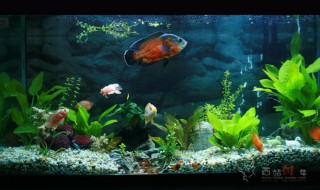 缸鱼怎么养（缸养鱼怎么养）