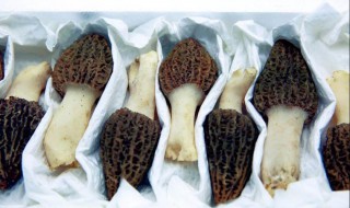羊肚菌如何清洗（羊肚菌如何清洗与食法）