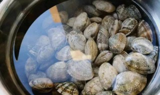 如何清洗蛤蜊