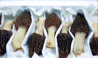 如何清洗羊肚菌 如何清洗羊肚菌干