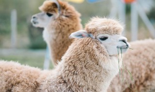 羊驼为什么叫草尼玛 羊驼是不是草