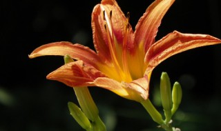 忘忧草的含义是什么 忘忧草有什么含义