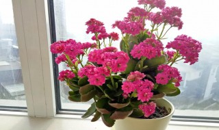 长寿花有没有毒（长寿花有没有毒性解答一下）