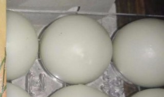 孔圣枕中丹的功效与作用 孔圣枕中丹的功效与作用及禁忌