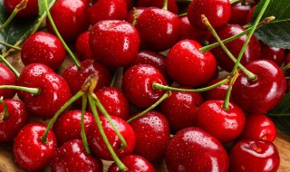 樱桃成熟的季节 樱桃成熟的季节是夏天吗