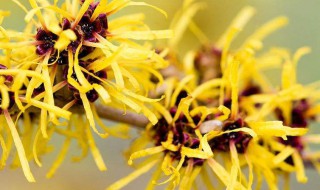 金缕梅的功效与作用 金缕梅的功效与作用禁忌