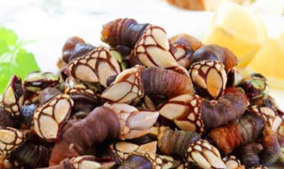 什么东西是藤壶 藤壶是个什么东西