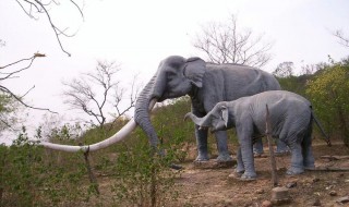 大象最初的由来（大象最初的由来简介）