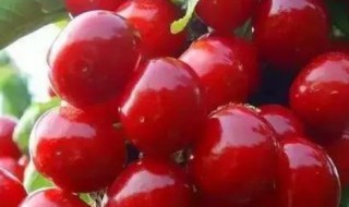 樱桃里面为什么会有小白虫（樱桃里面为什么会有小白虫图片）