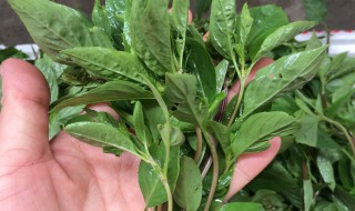 孕妇能吃罗勒叶吗（孕妇能吃罗勒叶吗?）