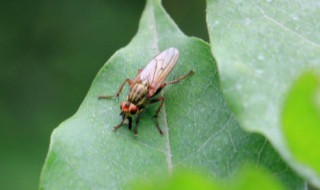 家里有小飞虫怎么办（家里有小飞虫怎么办能除根）