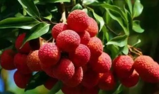 荔枝酒能保存多久才能喝 荔枝酒需要泡多久才能喝