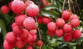 荔枝酒泡太久还可以喝吗（荔枝酒泡太久还可以喝吗）