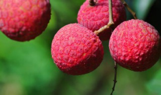 荔枝泡酒后的荔枝可以吃吗（荔枝泡酒后的荔枝可以吃吗）