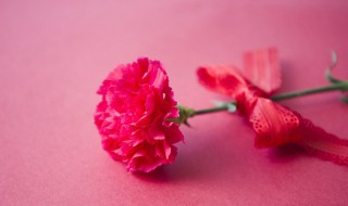 康乃馨的介绍 康乃馨的介绍30字