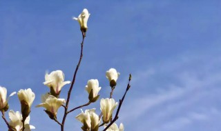 玉兰什么时候开（上海白玉兰什么时候开）