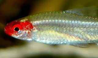 红鼻剪刀的鱼缸摆放位置 50的鱼缸养几条红鼻剪刀