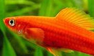 红箭鱼的品种介绍 红箭鱼品种大全