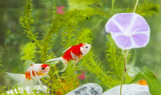 虎皮鱼的鱼缸摆放位置（虎皮鱼鱼缸布景）