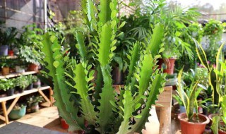 龙骨花在家居中的作用（龙骨花在家居中的作用是什么）