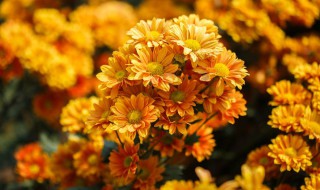 菊花的养护方法 冬季菊花的养护方法