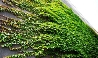 爬山虎的养护方法（爬山虎的养殖方法和注意事项有哪些）