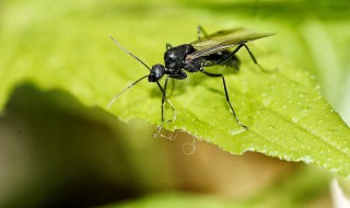 如何驱赶飞蚁（如何驱赶飞蚁视频）