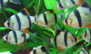 虎皮鱼的风水学应用 虎鱼风水作用
