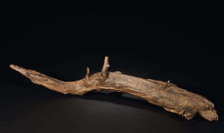 沉香木的介绍（沉香木的介绍和特点）