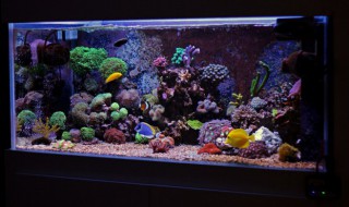 鼠鱼的鱼缸摆放位置 鼠鱼的鱼缸摆放位置图