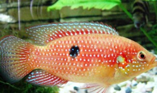 宝石鱼的品种介绍 宝石鱼是什么鱼