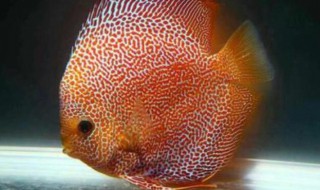 七彩神仙鱼的品种（七彩神仙鱼的品种有多少）