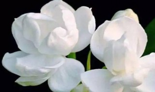 茉莉花驱蚊子吗 茉莉花驱蚊子吗怎么养