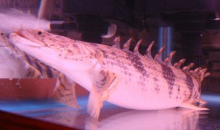 恐龙鱼的鱼缸摆放位置 六角恐龙鱼在鱼缸里怎么布置