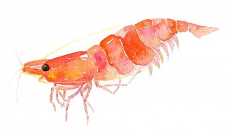 樱花虾的形态特征 樱花虾的形态特征图片