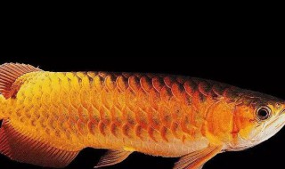 银龙鱼的风水学应用 银龙鱼的风水作用