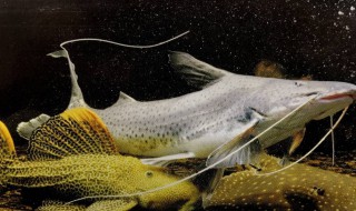 鳉鱼的风水学应用（魟鱼是风水鱼吗）