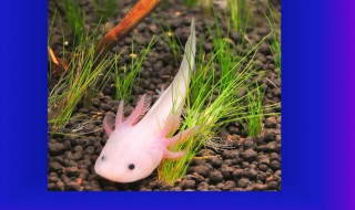 恐龙鱼的风水学应用 恐龙 风水