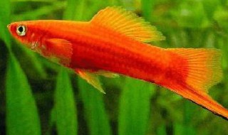 红箭鱼的风水学应用（家里养红箭鱼好吗风水）