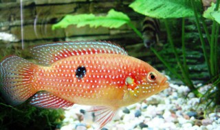 宝石鱼的风水学应用（宝石风水讲解）