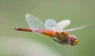 蜻蜓是怎么飞的（蜻蜓是怎么飞的加个形容词）