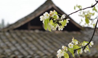 如何介绍清明节 如何介绍清明节的风俗