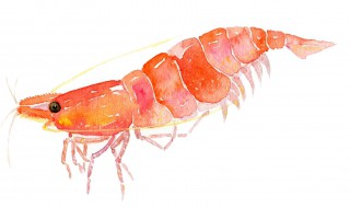 樱花虾的繁殖与饲养 樱花虾的繁殖与饲养方法