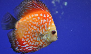 七彩神仙鱼的风水学应用（七彩神仙鱼风水养几条）