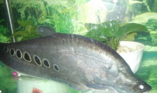 七星刀鱼的风水学应用（七星鱼是风水鱼吗）