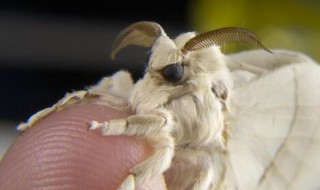 飞蛾种类（飞蛾种类哪些有毒）